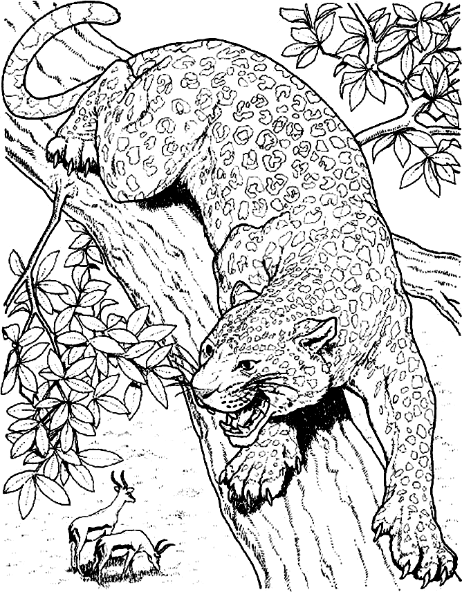668x856 Baby Cheetah For Coloring Pages 571205