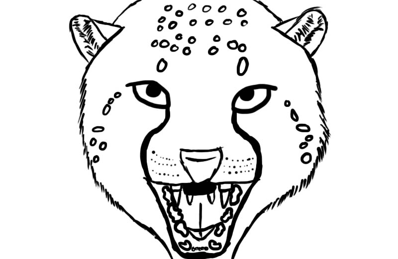 800x521 Cheetah Head Shot (Traced) By Darth Emily