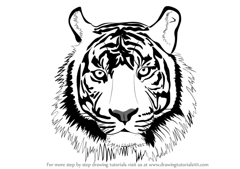 800x566 Coloring Pages Cool Cheetah Face Drawing How To Draw Tiger Step