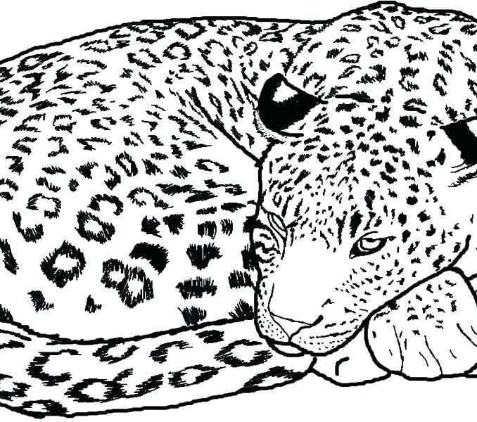 678x600 Pretty Cheetah Coloring Page Crayola Photo