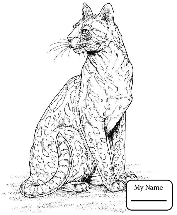 604x734 Coloring Pages Cheetah Baby Cheetah Mammals