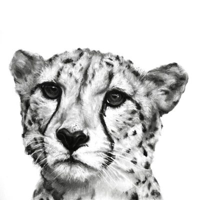 400x400 Cheetah