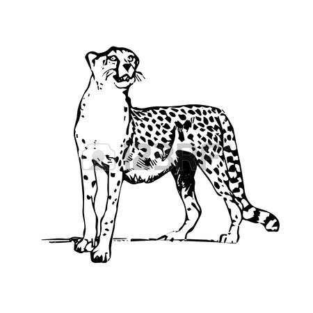 450x450 Silhouette Drawing Leopard, On White Background.vector Royalty