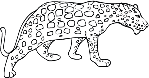 480x250 Cheetah 8 Coloring Page Free Printable Coloring Pages