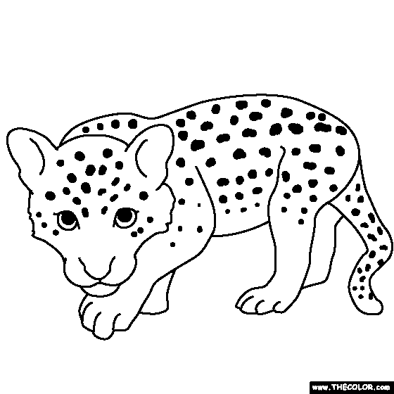 560x560 Baby Cheetah Clipart Black And White