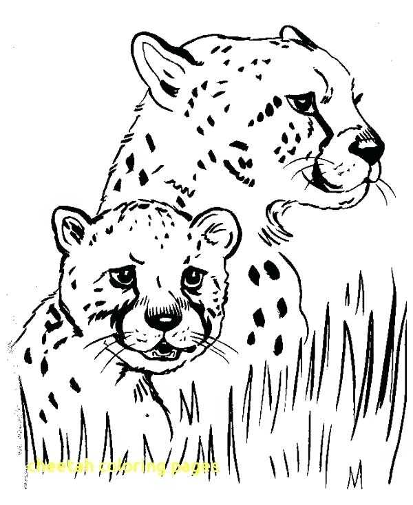 600x734 Cheetah Print Coloring Pages Cheetah Coloring Pages With Baby