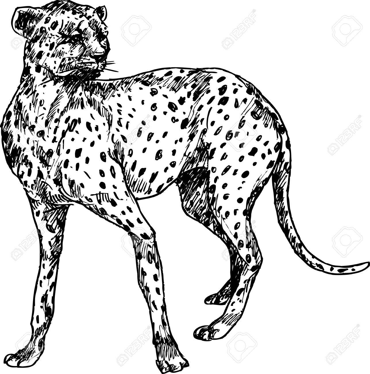 1288x1300 Hand Drawn Cheetah Royalty Free Cliparts, Vectors, And Stock