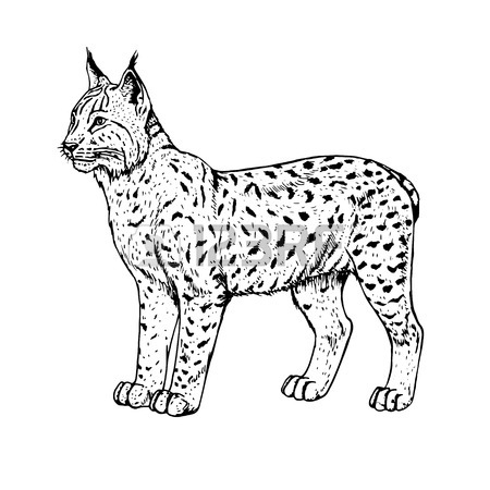 450x450 Hand Drawn Sketch Of Running Cheetah. Vector Illustration. Royalty