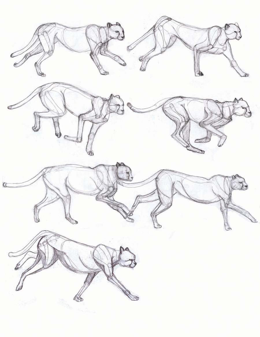 900x1165 Running Cheetah By Necryth