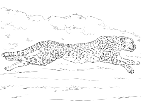 480x360 Running Cheetah Coloring Page Free Printable Coloring Pages