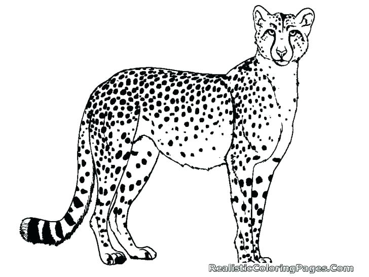 728x546 Running Coloring Pages Free Printable Cheetah Realistic Horse
