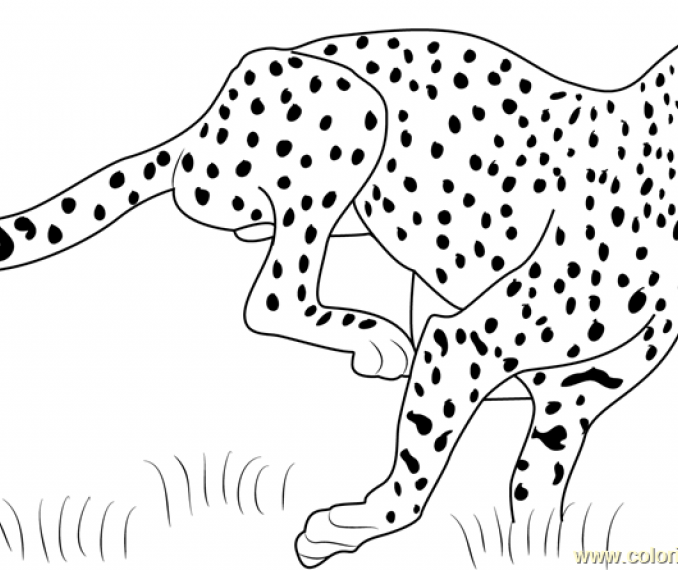 Cheetah Running Drawing at GetDrawings | Free download