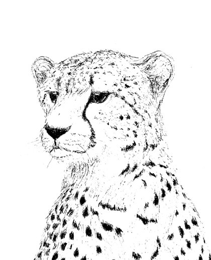 420x518 Cheetah Ink Drawing Embellished Miniprint By Donnakazo On Etsy