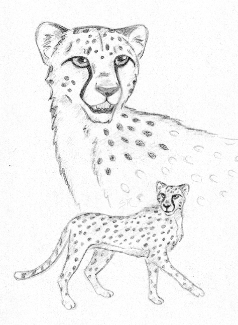 474x647 Cheetah Sketch By Bepo89