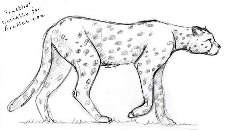 753x431 How To Draw Cheetah Step By Step