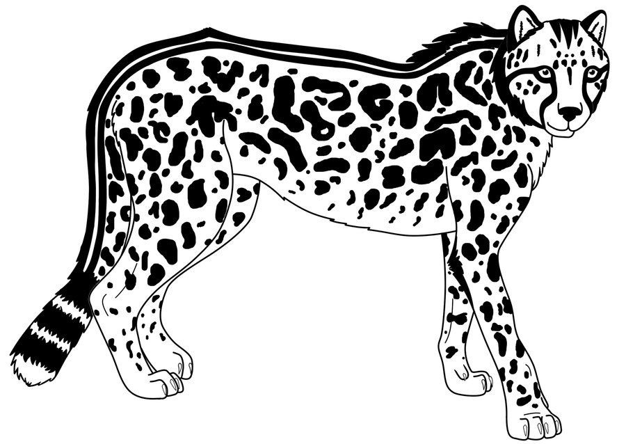 900x638 King Cheetah Lineart By Stormjumper19