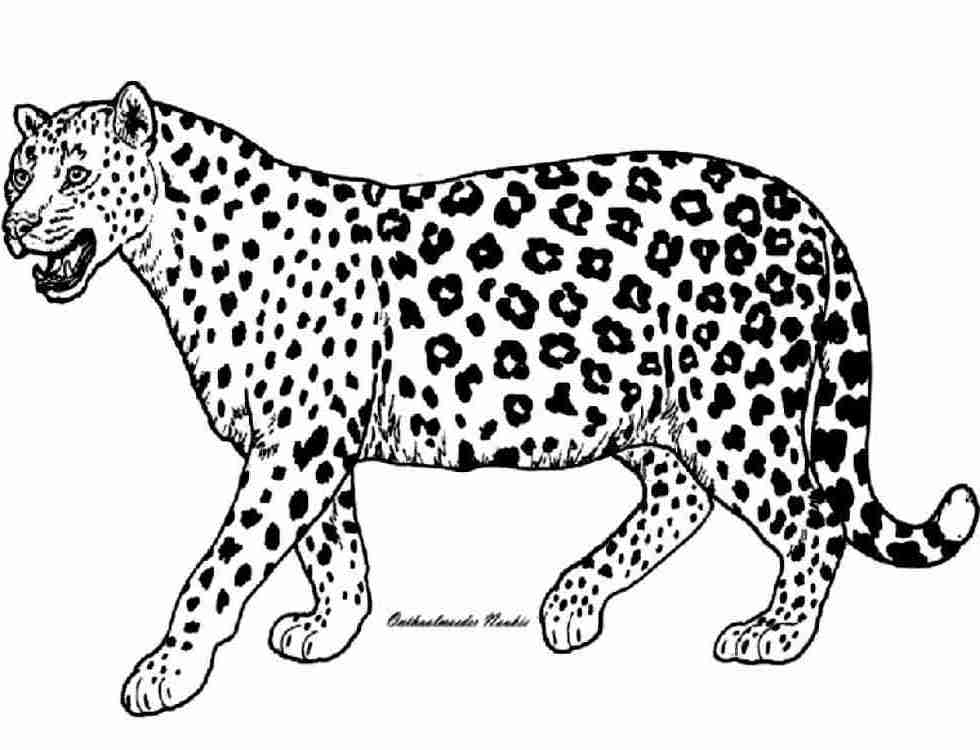 980x750 Cheetah