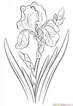 236x340 How To Draw An Iris Flower Step By Step Drawing Tutorials More
