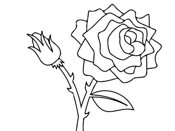 Cherokee Rose Drawing at GetDrawings | Free download