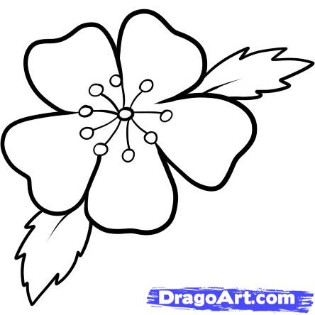 444x444 Easy To Draw Cherry Blossoms How To Draw A Cherry Blossom Step 7