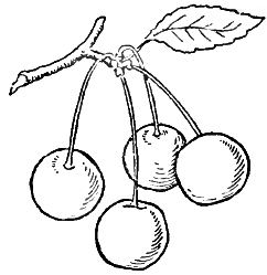 242x249 How To Draw Cherries With 2 Simple Step By Step Drawing Lessons