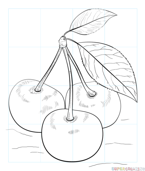 486x575 How To Draw Cherries Step By Step Drawing Tutorials