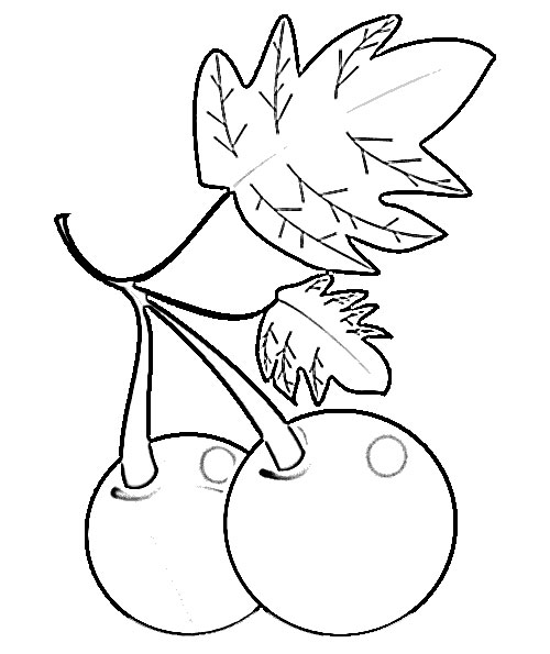 500x595 Cherries Fruit Sketch