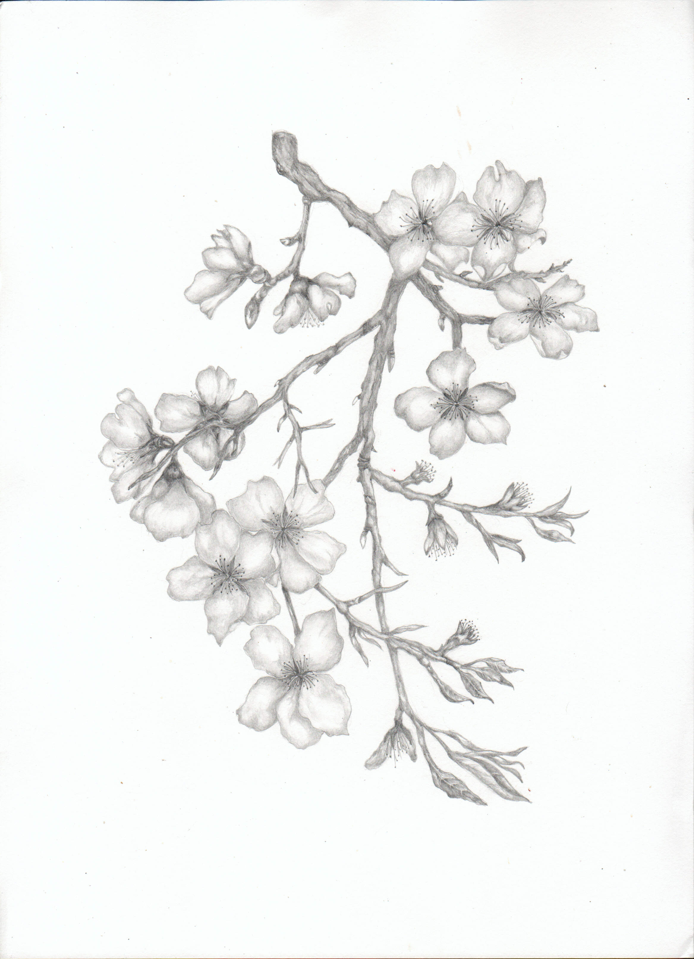 2335x3227 Almond Blossom Branch Tats Almonds, Tattoo And Tatting