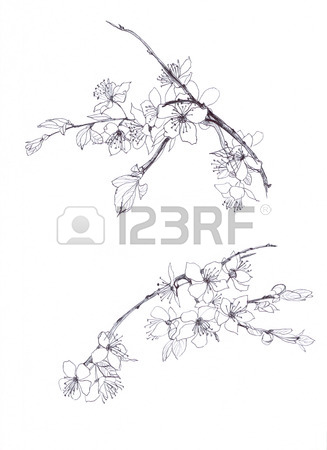 327x450 Cherry Blossom Hand Drawn Pencil Stock Photo, Picture And Royalty