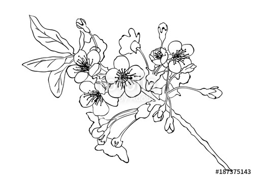 500x350 Cherry Blossom Sketch Cherry Blossom Hand Drawn Sketch Imitation