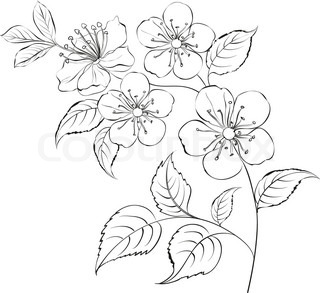 320x293 Drawn Cherry Blossom Sakura Flower