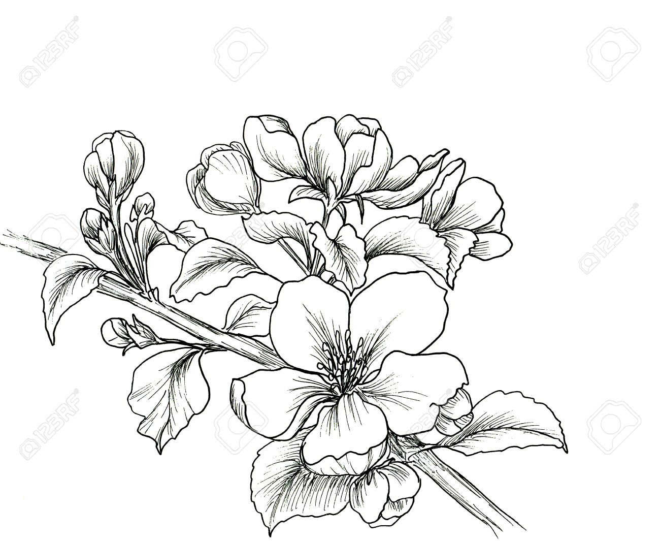 1300x1067 Hand Drawn Branch Of Cherry Blossom Isolated On White Background