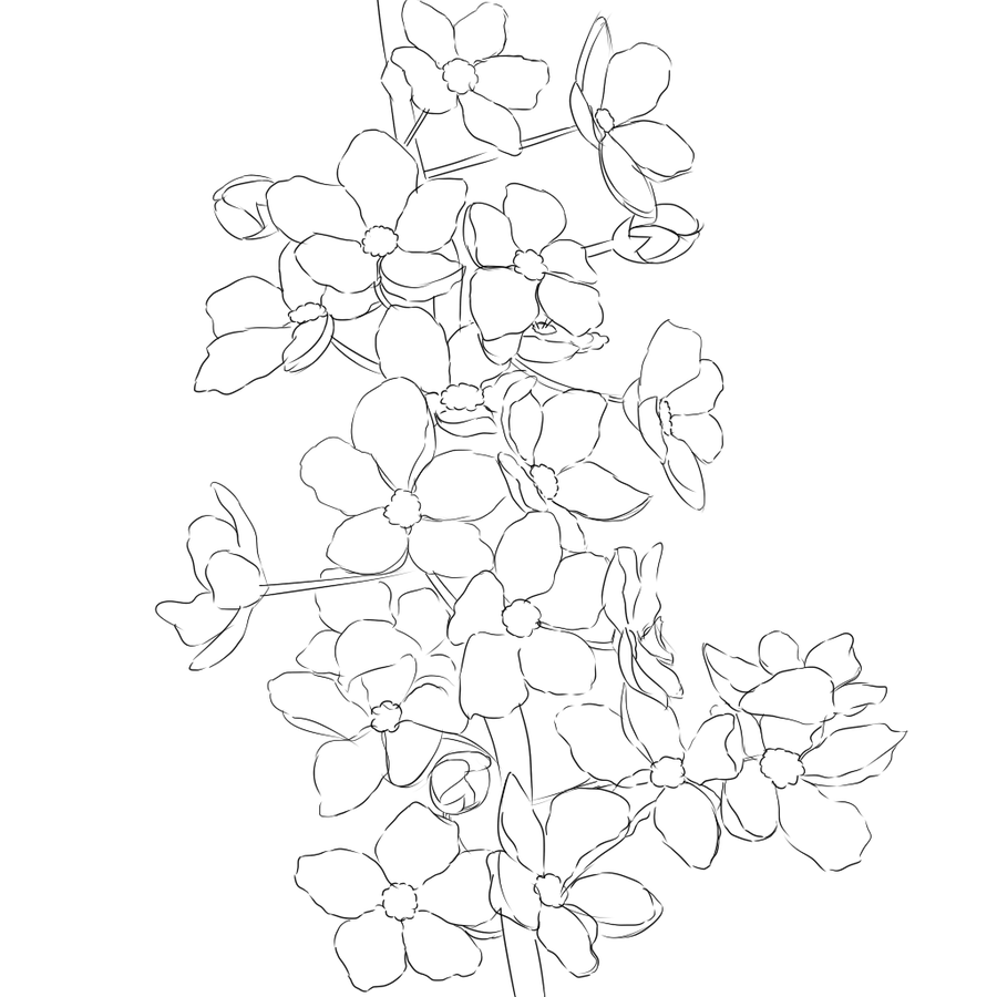 900x900 Cherry Blossom Line Art By Silly Midnight