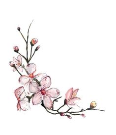 236x273 Japanese Cherry Blossom Ink Drawing