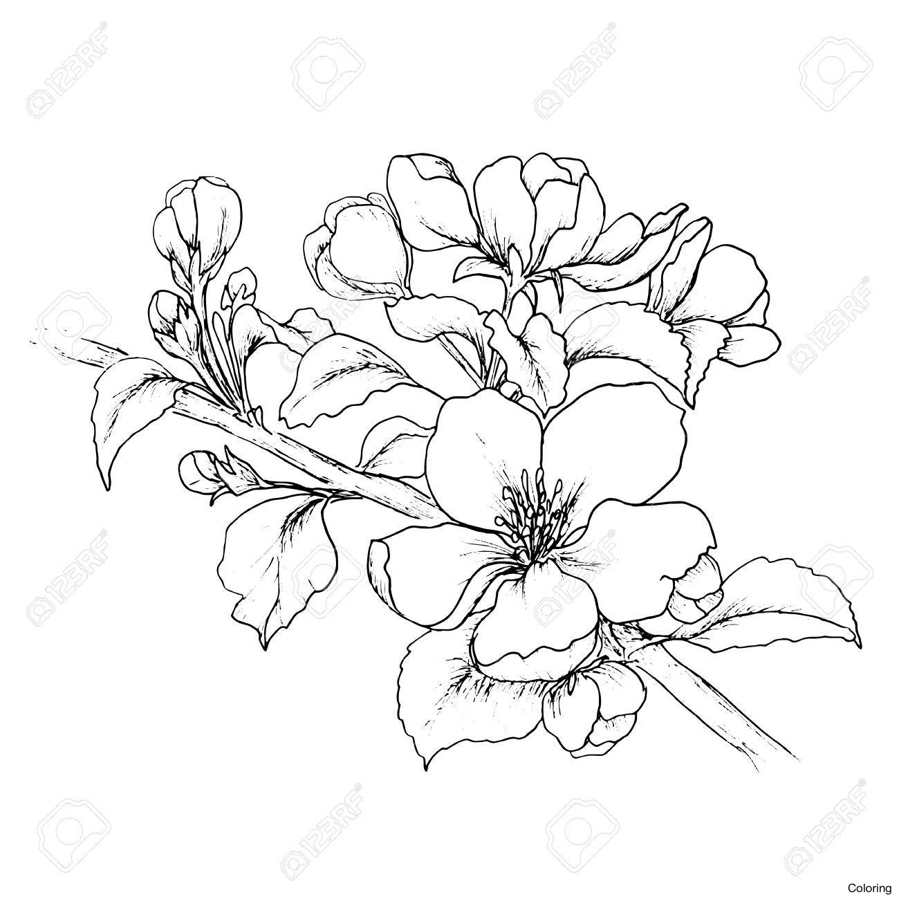 1300x1300 Cherry Blossom Drawing By Hellokitten20 Drawings Coloring 21f