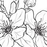 200x200 Cherry Blossom Flower Drawing