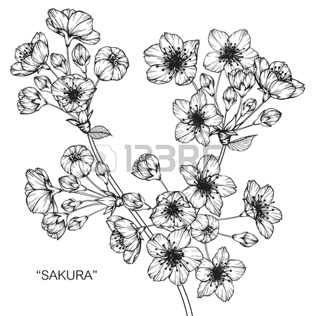 Cherry Blossom Flower Drawing at GetDrawings | Free download