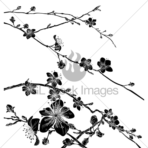 500x500 Cherry Blossom Flowers Background Pattern Gl Stock Images