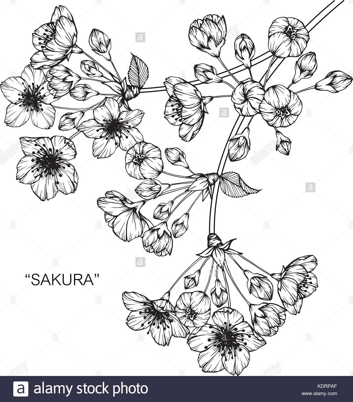 1222x1390 Cherry Blossom Stock Vector Images