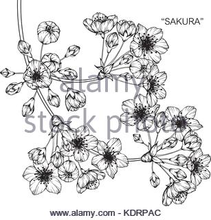 307x320 Cherry Blossom Flower Drawing Illustration. Black And White