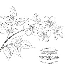 236x248 Plum Blossoms Line Drawing Plants And Flowers Vector Coloring