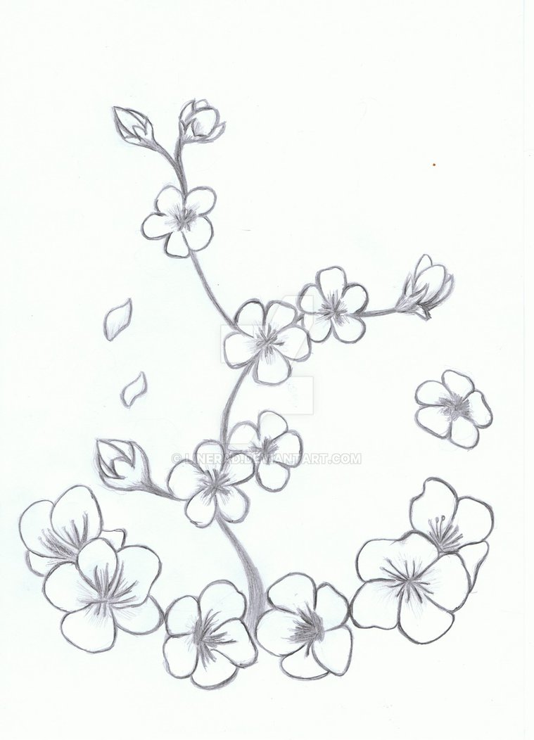 Cherry Blossom Flower Drawing at GetDrawings | Free download