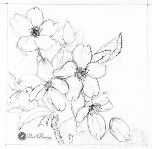 300x294 Cherry Blossom Pencil, View More In Here Httppencildrawing