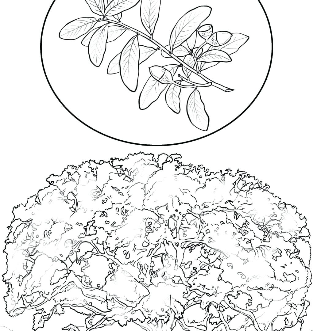 1020x1080 Coloring Cherry Blossom Coloring Pages Blackjack Oak Page Free