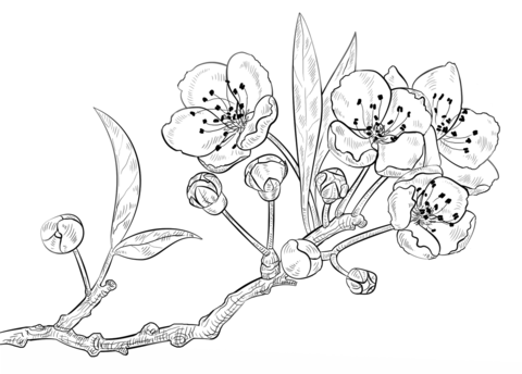 480x344 Cherry Blossoms Coloring Page Free Printable Coloring Pages