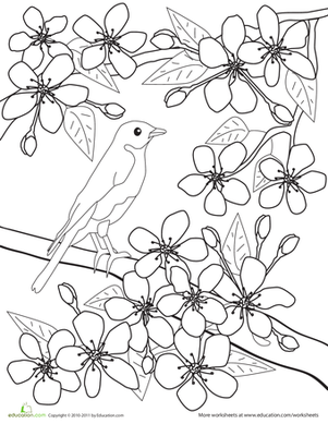 301x389 Color The Flowers Cherry Blossoms Worksheet
