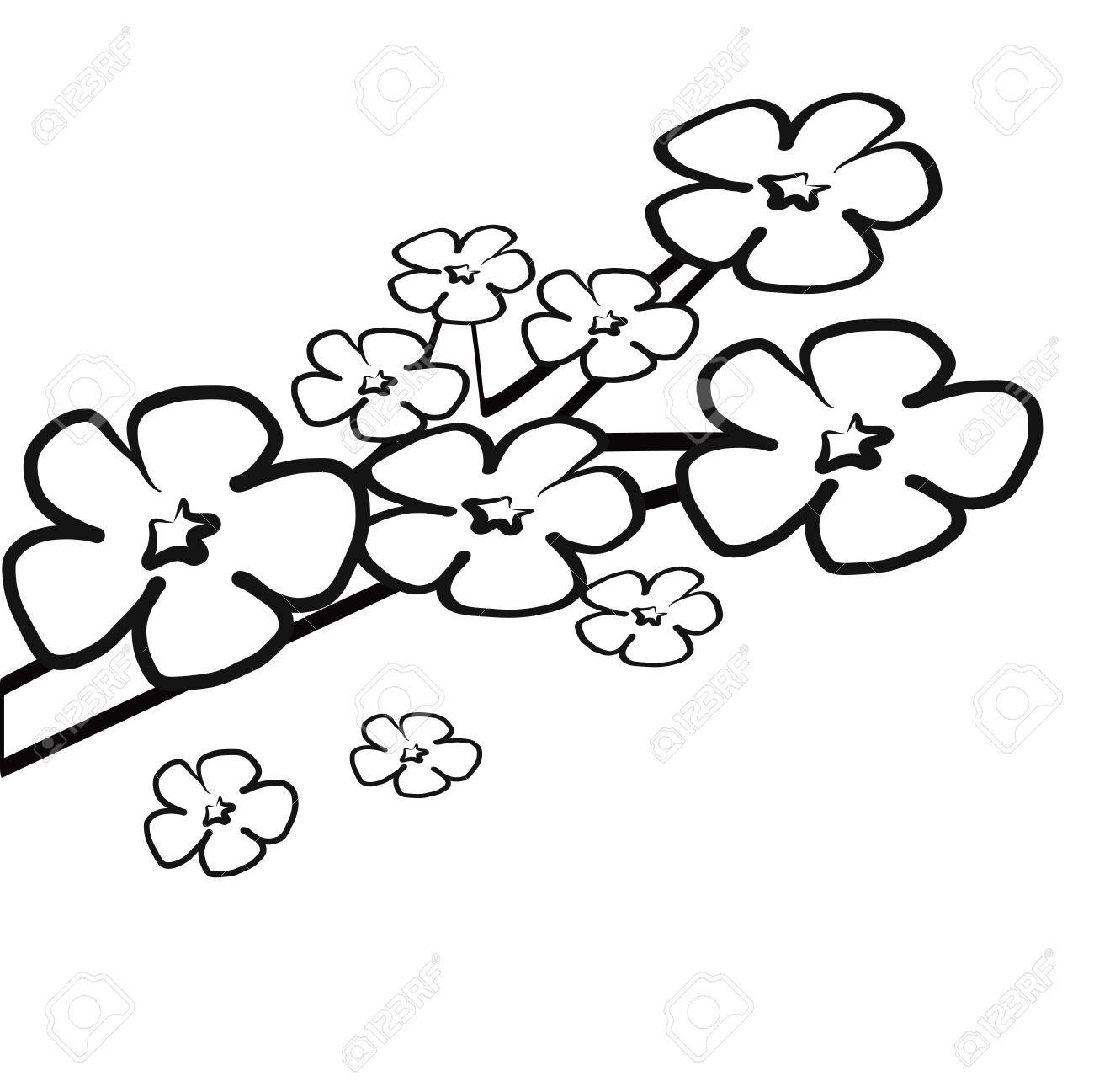 1300x1297 Colorless Cherry Blossom Flower On Branch For Coloring Book