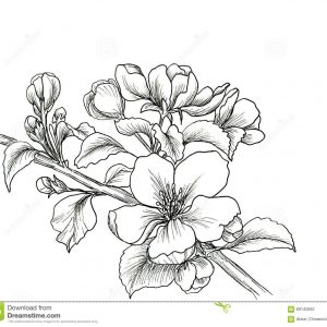 300x300 Images Cherry Blossom Flower Drawings Cherryblossombyalexdicko Adult