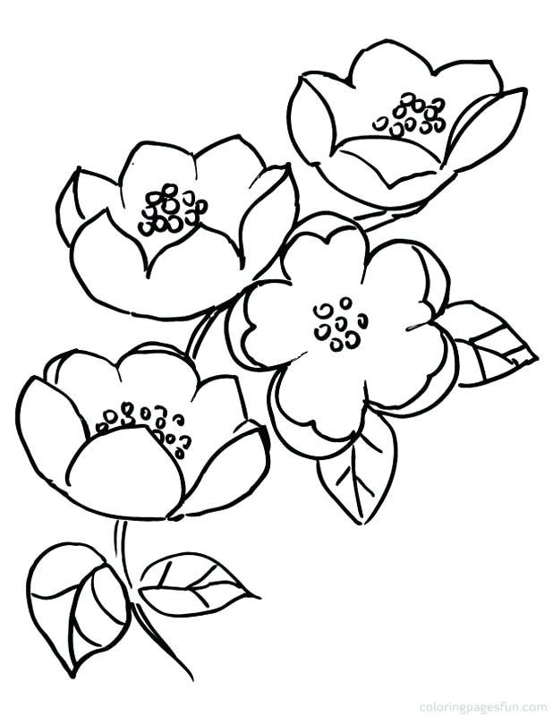 618x800 Unique Cherry Blossom Coloring Pages Or Drawn Cherry Blossom