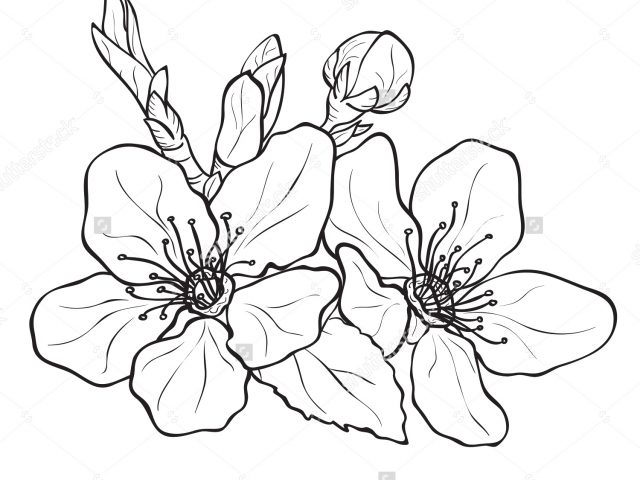 640x480 Cherry Blossom Flower Drawing